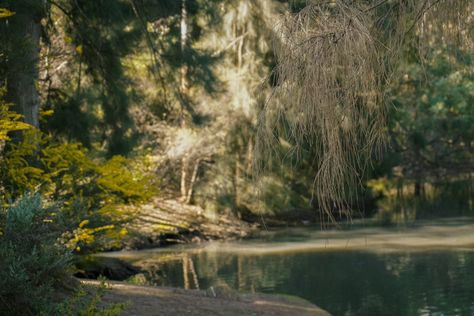 mystical . . . . shot on sony a6400 16-50mm edited on adobe lightroom #photography #photographer #photo #cinematic #cinematicphotgraphy #cinematography #shotonsony #aesthetic #videography #nature #naturephotography Natural Cinematography, Sony A7iii Photography Settings, Nature Cinematography, Cinematic Forest, Forest Cinematography, Sony A6400, Lightroom Photography, Photographer Photo, Adobe Lightroom