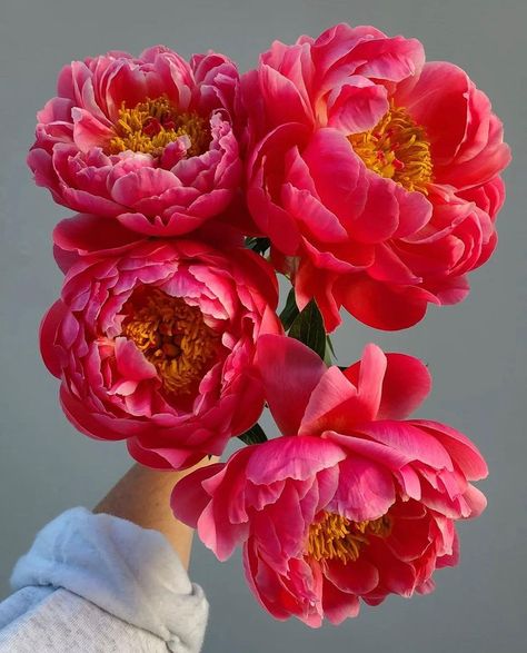 Mayesh Wholesale Florist on Instagram: “Let’s start the week off with everyone’s favorite… Brownie Tulips three ways! Frill, double & single… which do you prefer? 📸…” Itoh Peonies, Coral Charm Peony, Red Peony, Flower Close Up, Rose Arrangements, Colorful Bouquet, Peony Flowers, Language Of Flowers, Beautiful Bouquet Of Flowers