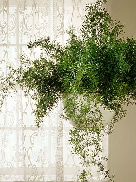 Asparagus fern Get detailed growing information on this plant and hundreds more in BHG's Plant Encyclopedia. Asparagus Fern Care, Fall Window Boxes, Ferns Care, Hanging Plants Diy, Asparagus Fern, Hanging Plants Indoor, Plants For Hanging Baskets, Fern Plant, Bathroom Plants