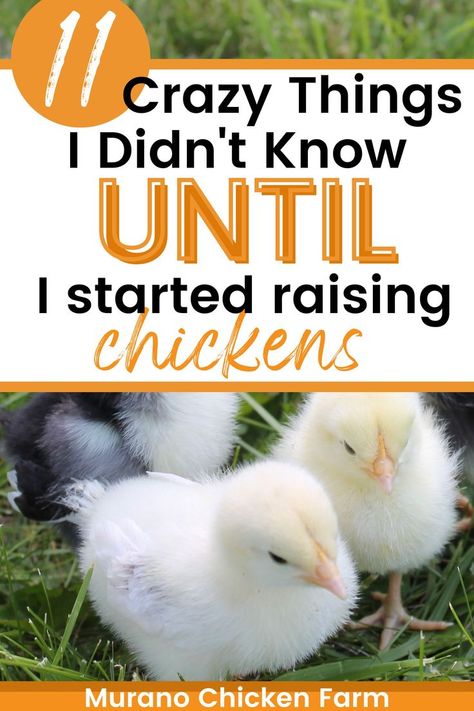 things I didn't know about chickens Things For Chickens To Play With, Things Chickens Can Not Eat, How To Make Your Chickens Friendly, How To Raise Chickens For Eggs, Getting Started With Chickens, Raising Chickens 101, Day Old Chicks, Raising Chicks, Goat Care