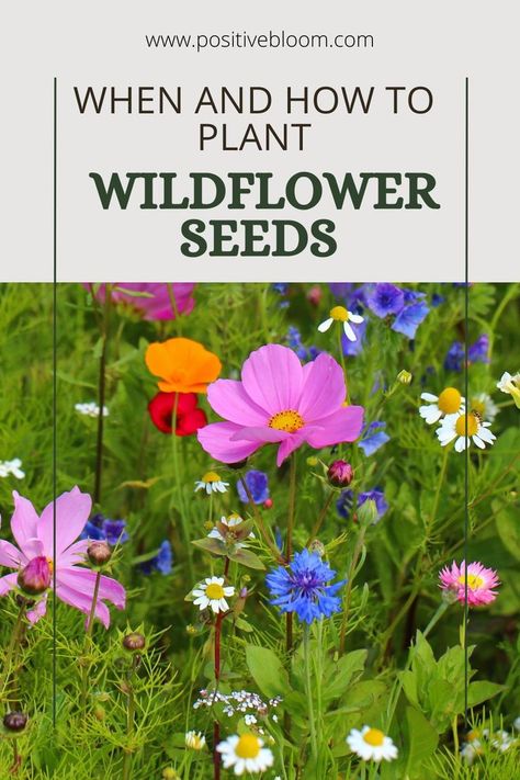 Here’s a complete guide on when and how to plant wildflower seeds. Learn more about these flower species and the perfect conditions for healthy growth. Planting Wildflower Seeds, Plant Wildflower Seeds, Types Of Wildflowers, Flower Species, Seed Dispersal, Watering & Irrigation, Flower Pots Outdoor, Wildflower Garden, Outdoor Flowers