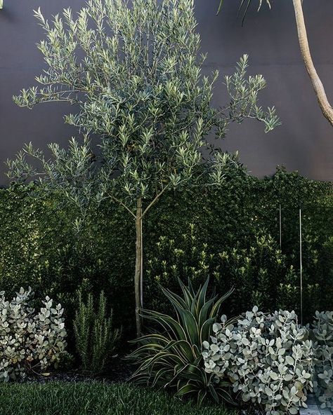 HARRISONS on Instagram: “Olive Tree underplanted with Kalanchoe Silver Spoon, Agave, Raphiolepsis Snow Maiden, Rosemary and Sticky Fig growing up the wall.” Fence Border Landscaping, Olive Trees Landscape, Border Landscaping, Olive Trees Garden, Fence Border, Australian Native Garden, Front Garden Design, Australian Garden, Front Landscaping