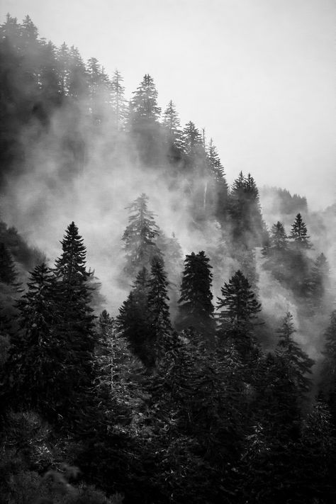 Black And White Photo Wall, Dark Landscape, Black And White Picture Wall, Foggy Forest, Gray Aesthetic, Black Picture, Black And White Wallpaper, The Fog, Black And White Aesthetic