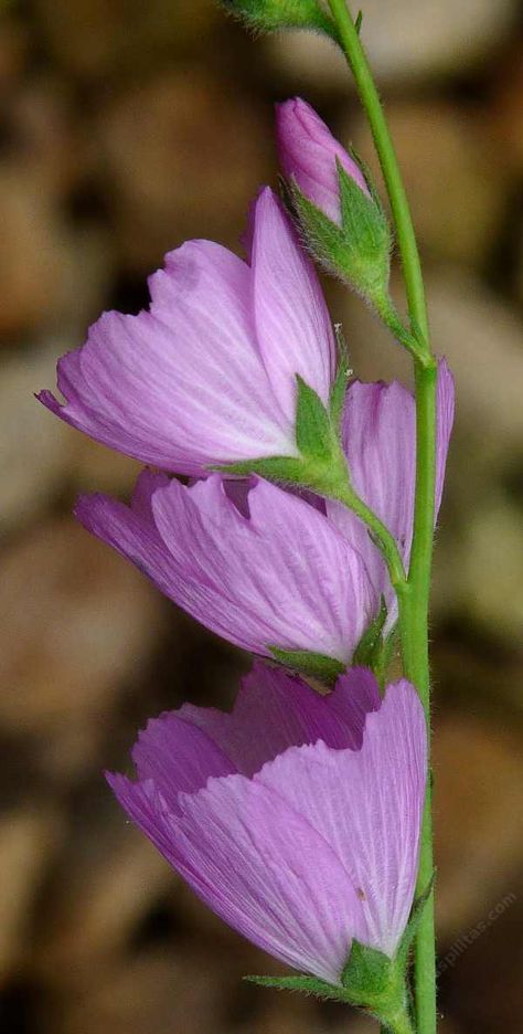 Side view of Sidalcea malvaeflora, Checkerbloom Flower Side View, Trees And Shrubs, San Luis Obispo, Side View, Green Thumb, Drawing Inspiration, Wild Flowers, Close Up, Drawings