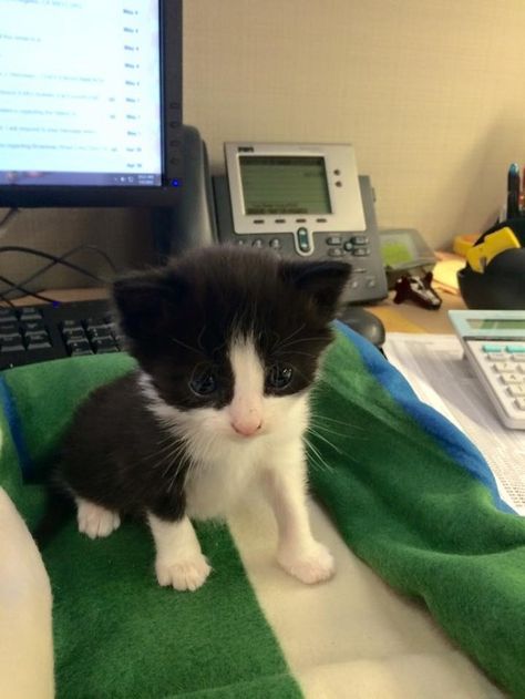 “Bobby has a bunch of emails for me to read but my real job should be to just sit here lookin’ cute.” | 17 Cats On Their First Day Of Work Baby Tuxedo, Tuxedo Kitten, Newborn Animals, Do The Thing, Black Cat Lover, Newborn Kittens, First Day Of Work, Tiny Kitten, Tuxedo Cat