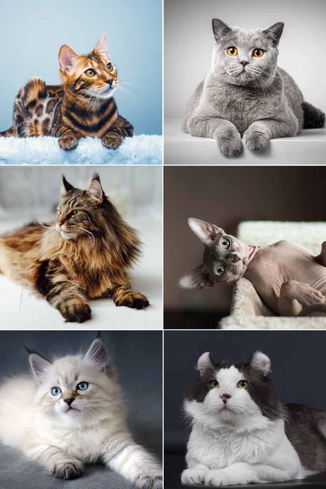 Expensive Cats Breeds, Ashera Cat, Grey Cat Breeds, Cats Of The World, Expensive Things, Pet Friendly House, Exotic Cats, Pet Animals, Domestic Cat