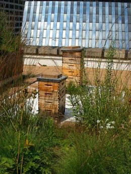 Urban beekeeping considerations. Urban Beekeeping, Backyard Bee, Beekeeping For Beginners, Raising Bees, Backyard Beekeeping, Urban Homesteading, Urban Farming, Urban Area, Gardening For Beginners