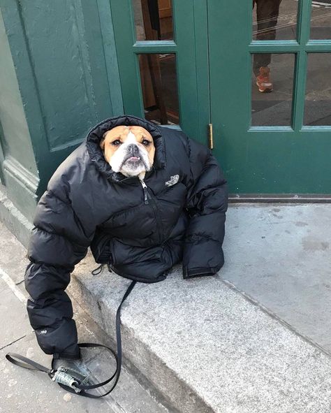 "It was cold so I gave my dog my jacket..." Memes Br, Funny Dog Videos, Funny Animal Memes, Dog Gifs, Funny Animal Pictures, Dog Memes, Funny Animal, Animal Memes, Cute Funny Animals