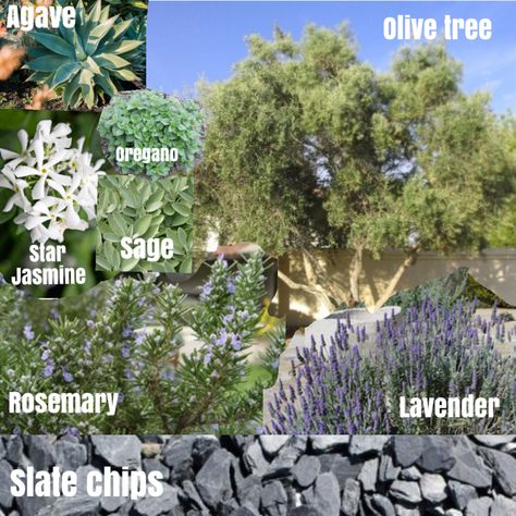 Olive Tree Flower Bed, California Trees Landscaping, Citrus Tree Landscaping, Medeteranian Landscape, Front Yard Mediterranean Landscaping, Meditteranean Landscaping, Mediterranean Flower Beds, Mediterranean Rock Garden, Meditarian Garden