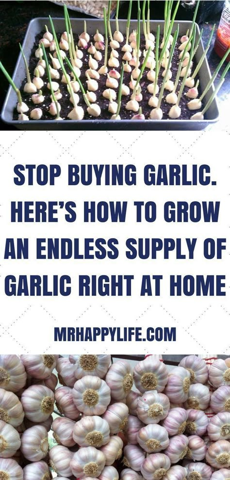 Simple 5 steps to Grow Garlic * Break up the garlic bulb into cloves and bury them a couple inches deep in loose, … | Growing garlic, Veggie garden, Growing veggies Plantarea Legumelor, Gemüseanbau In Kübeln, Healthiest Foods, Growing Garlic, Herb Gardening, Growing Veggies, Veg Garden, Container Gardening Vegetables, Home Vegetable Garden