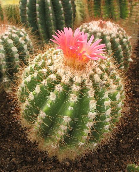 Cactus Flower Aesthetic, Cactus Reference, Kali Aesthetic, Cactus With Pink Flower, Contrast Landscape, Aesthetic Cactus, Cactus Aesthetic, Round Cactus, Coil Pot