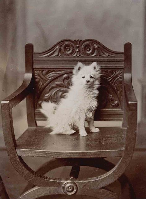 Vintage Dog Photography, Vintage Pet Portraits, Spitz Pomeranian, Pricesess Dog Bed From Old Chair, Vintage Poodle Photos, Spitz Dogs, Japanese Spitz, Vintage Animals, Big Chair