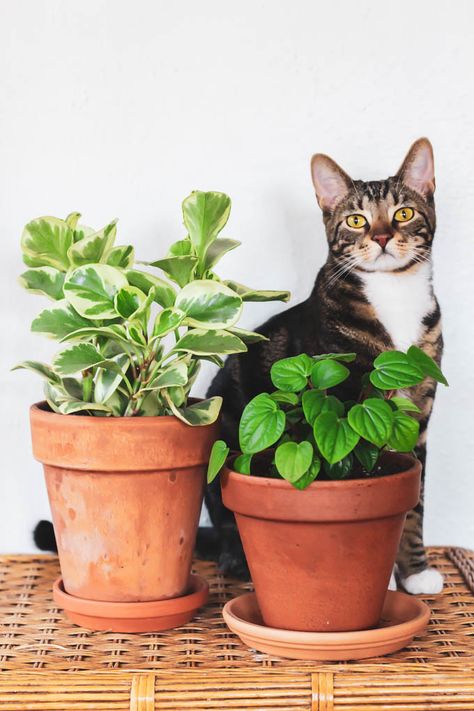 Indoor Plants Pet Friendly, Best Plants For Home, Houseplants Safe For Cats, Plants Pet Friendly, Easy Pets, Cat Plants, Pet Friendly House, Indoor Pets, Starter Plants