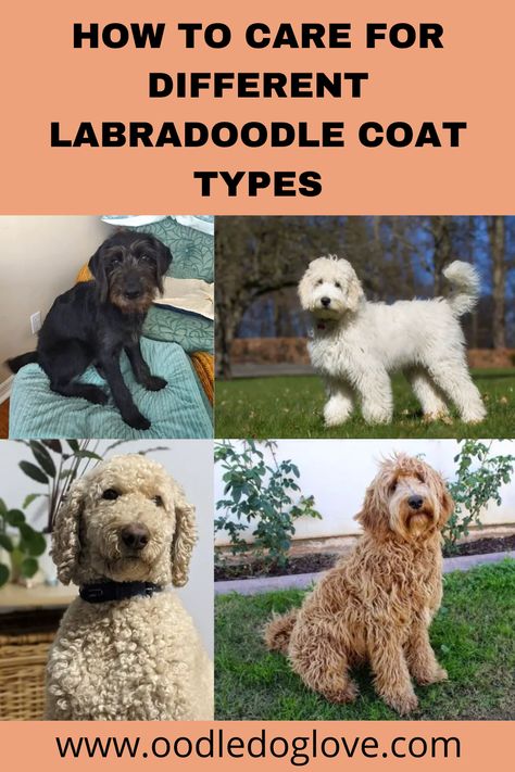 Learn about the different types of coats labradoodles can get and how to care for each type as well as which need more care and maintenance to remain healthy. Labradoodle Cuts Haircuts, Labradoodle Short Haircut, Groomed Labradoodle, Australian Labradoodle Haircut Style, Labradoodle Grooming Haircuts, Goldendoodle Hair Types, Labradoodle Grooming Style, Grooming Labradoodles, Labradoodle Haircuts