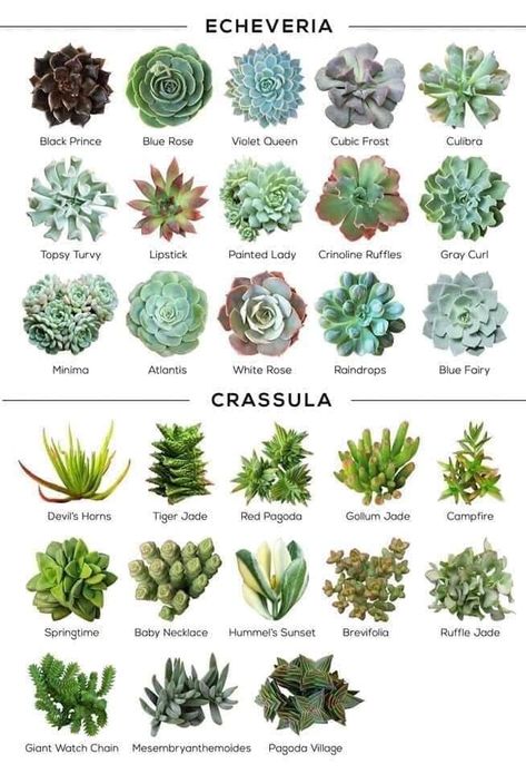 Identifying Succulents, Suculent Plants, Different Types Of Succulents, Succulent Names, Types Of Succulents Plants, Entrance Interior Design, Succulent Garden Design, نباتات منزلية, Succulent Garden Diy