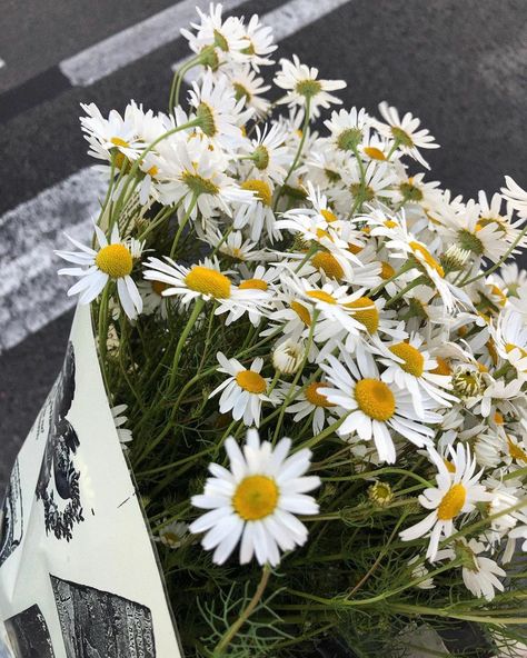 Margherita Core, Bunch Of Daisies, Flower Store, Nothing But Flowers, Landscape Photography Nature, Flower Therapy, Flower Background Wallpaper, Beautiful Bouquet Of Flowers, Chamomile Flowers