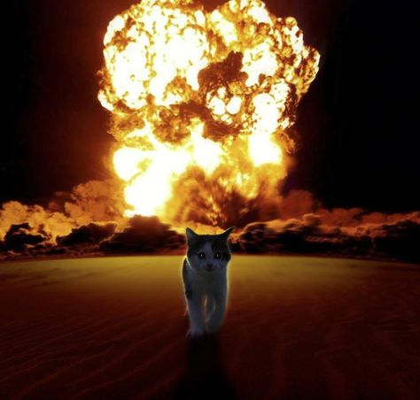 Cat Explosion, Explosion Wallpaper, Cat Background, Cute Little Kittens, Silly Cats Pictures, Bad Cats, Silly Animals, Cat Walk, Cat Wallpaper