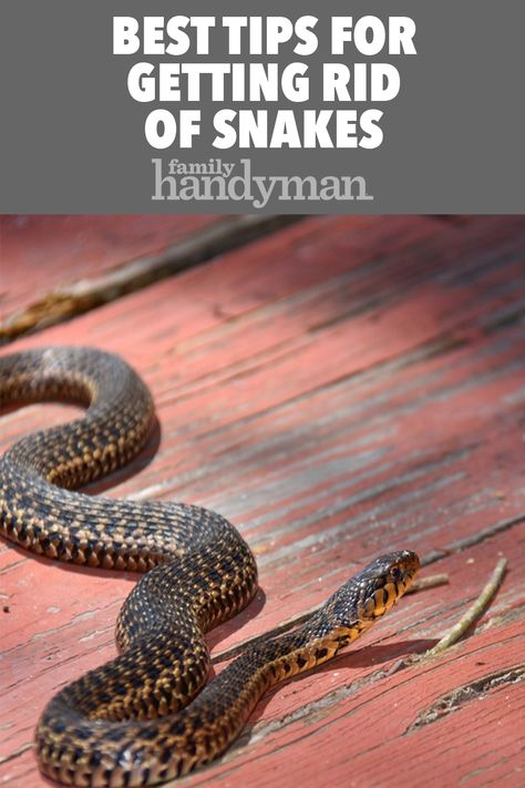 Get Rid Of Snakes Around House, How To Get Rid Of Snakes Around House, How To Get Rid Of Snakes, How To Get Rid Of Snakes In Yard, Snake Repellant Plants, Snake Repellant, Snake Repellent, Mice Repellent, Outdoor Gardens Landscaping