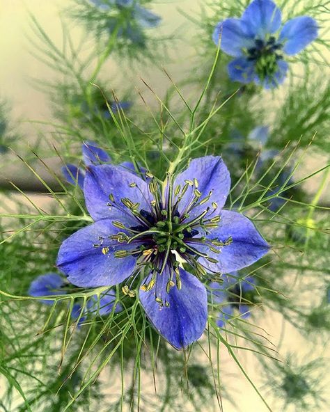 Nigella Flower, Flora Frame, Macro Photography Flowers, Black Seed Oil, Buy Seeds, Artistic Pictures, Smart Garden, Medicinal Plants, Seed Oil