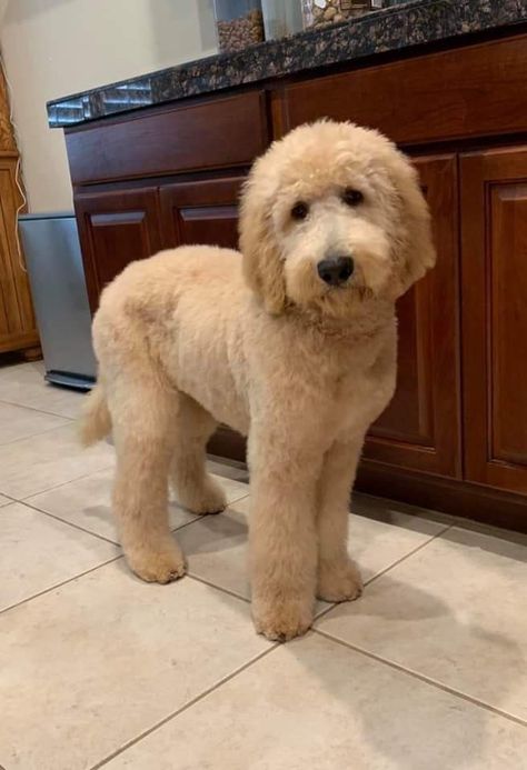 Medium Length Doodle Haircut, Goldendoodle Topknot, Labordoodle Haircuts, Pyredoodle Haircuts, Doodle Puppy Cut, Teddy Bear Doodle Haircut, Goldendoodle Grooming Haircuts, Goldendoodle Summer Haircut, Golden Doodle Haircut Styles