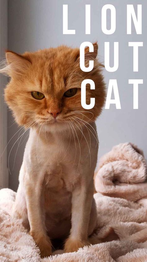 Cat Lion Haircut, Lion Cut Cat, Lion Haircut, Cat Lion Cut, Cat Grooming Styles, Cat Haircut, Cat Diseases, Purebred Cats, Sick Cat