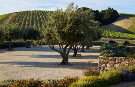 NINER WINERY | FORTINI LANDSCAPES Winery Landscape, Backyard Redesign, Backyard Vineyard, Landscapes Photography, Contemporary Cabin, Modern Barn House, Gravel Garden, Landscape Concept, Backyard Inspiration