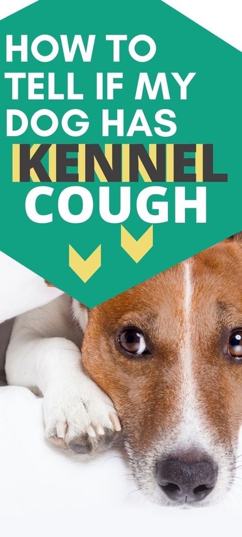 Dog Cough Remedy, Kennel Cough Remedies Dogs, Kennel Cough Symptoms, Dog Coughing, Kennel Cough, Toddler Cough Remedies, Chesty Cough, Dry Cough Remedies, Doodle Dogs