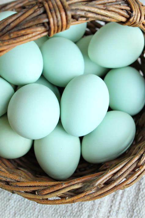 How to Prepare Egg Shells for Chickens | Dans le Lakehouse Bake Egg Shells, Rainbow Eggs, Layer Feed, Prepared Eggs, Laying Hens, Egg Production, Chicken Chick, Chicken Feed, Oyster Shells