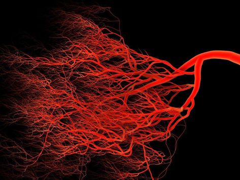 Leaky blood vessels may trigger Alzheimer's Heart Veins, Guernsey Sweater, Heart Organ, Spinal Fluid, Human Tissue, Normal Blood Pressure, Biomedical Engineering, Ashley Black, Memory Problems