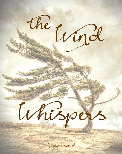 When the wind whispers, it's God telling you he's here. ❤️ Toni Giambrone Chaotic Mind, Blowin' In The Wind, Candle In The Wind, The Social Network, My Posts, Windy Day, Gone With The Wind, Back To Nature, Close Your Eyes