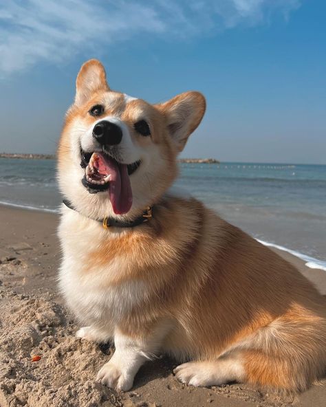 Corgi Aesthetic, Corgi Pumpkin, Corgi Cute, Cute Corgi Puppy, Corgi Pictures, Welsh Corgi Puppies, Dog Heaven, Corgi Pembroke, Pretty Dogs