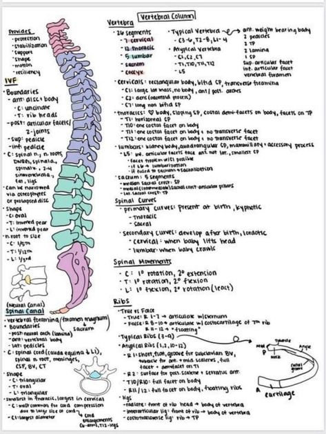 Vertebral Column Anatomy Notes, Vitamin Notes, Musculoskeletal System Notes, Human Anatomy Notes, Med School Notes, Brain Notes, Nursing School Studying Cheat Sheets, Anatomy Notes, Medical Terminology Study