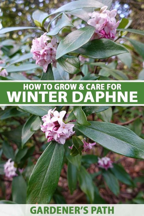 It might be small, but winter daphne makes a big contribution to the late winter to early spring garden, filling the air with the extraordinary scent of its blooms. Find out how to propagate and grow this must-have favorite in southern gardens, and why it’s here for a good time, not a long time. #daphne #gardenerspath Winter Daphne Evergreen Shrubs, Daphne Bush Plants, Daphne Plant Shrub, Crate Gardening, Daphne Bush, Winter Daphne, Daphne Flower, Daphne Shrub, Daphne Plant