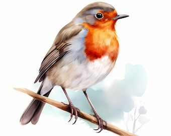 Watercolor Robin bird clipart illustration Robin Nail Art, Robins Illustration, Robin Background, Robin Images, Robin Watercolour, Robin Painting, Red Robin Bird, Bird Watercolor Art, Social Medi