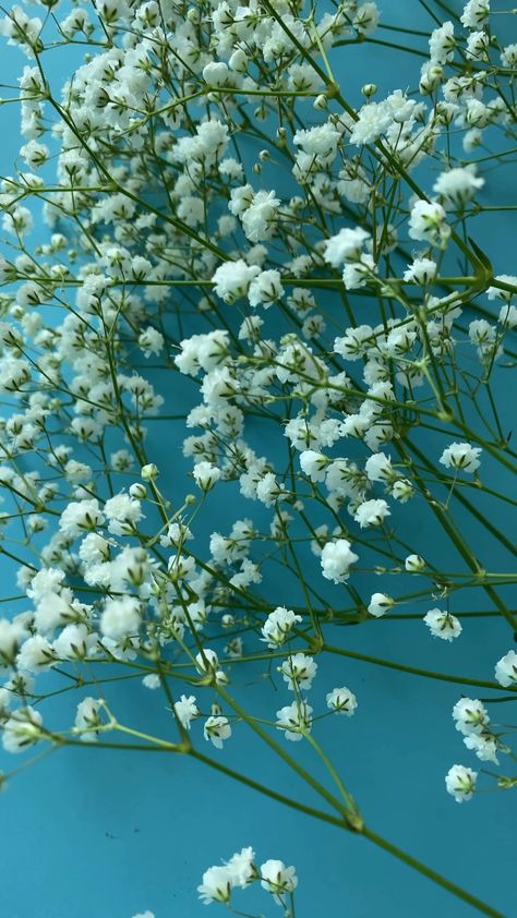 Close-up Video of a Gypsophila · Free Stock Video Gypsophila Plant, Back Wallpaper, Poisonous Plants, Vascular Plant, Turquoise Background, Green Screen Backgrounds, Nature Plants, Free Stock Video, Flower Lover