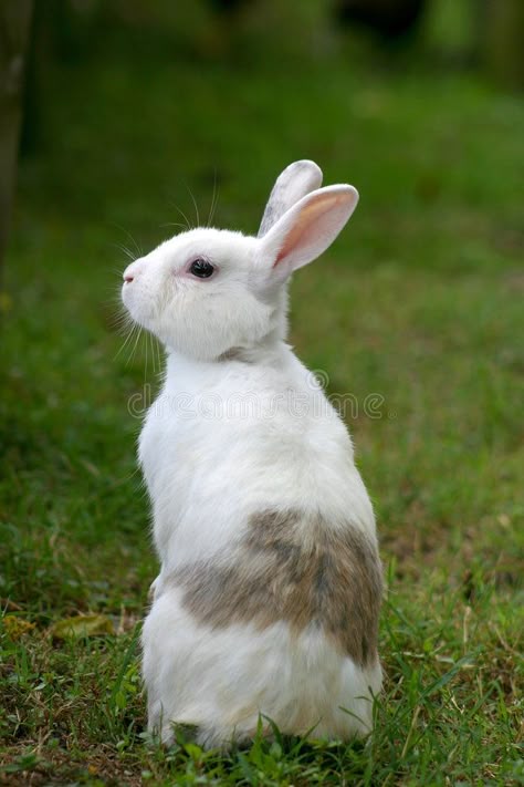 Rabbit. White with spots rabbit sitting and looking around , #AD, #White, #Rabbit, #spots, #sitting, #rabbit #ad Rabbits In Nature, Rabbit Looking Up, Rabbit Head Reference, Bunny Looking Up, Bunny Reference Photos, Rabbit Reference Photo, Bunny Side View, Rabbit Profile, Bunny Poses