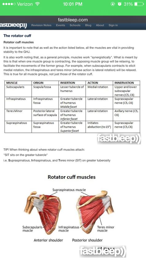 Rotator cuff muscle actions Rotator Cuff Muscles Anatomy, Rotator Cuff Anatomy, Clavipectoral Fascia, Rotator Cuff Muscles, Shoulder Anatomy, Therapy Exercises, Physical Therapy Exercises, Med Surg, Muscle Anatomy