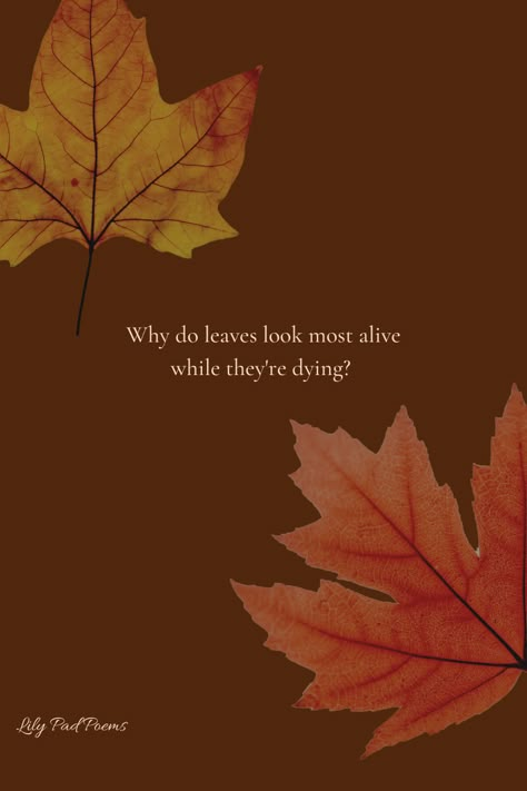 A poems about Fall / Autumn: Why do leaves look most alive while they're dying? Dry Leaves Quotes, Quotes On Dry Leaves, Quotes On Leaves, Autumn Leaves Poem, Maple Leaf Quotes, Fallen Leaves Quotes, Leaf Quotes Leaves, Quotes About Leaves, Semi Outdoor Cafe