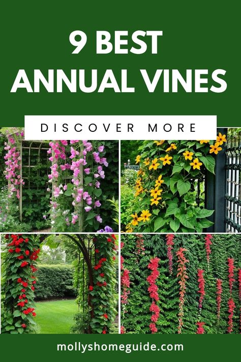 Discover a variety of annual vines perfect for your garden! Explore the best annual vines, quick-growing options, and unique types that grow easily from seed. Beautify your space with trellis plants, flowering vines for fences, or climbing nasturtiums. Plant these hummingbird-friendly flowers in pots or let them thrive in sun and shade. Don't miss out on these stunning options! Vines For Fences, Vine Fence, Mandevilla Vine, Hyacinth Bean Vine, Scarlet Runner Beans, Cypress Vine, Flowers In Pots, Climbing Flowers, Mini Sunflowers