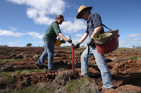 If we do it right, we can replant trees and shrubs to store carbon – and restore biodiversity — The Conversation AU Planting Shrubs, Replant, Do It Right, Trees And Shrubs, Bring Back, Trees To Plant, Habitat, Do It, The Conversation