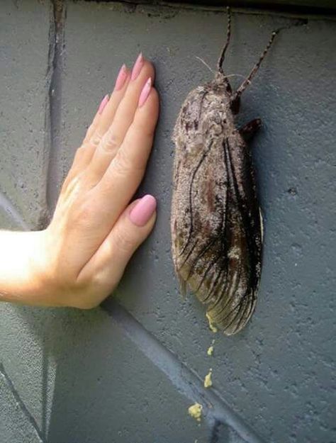 Giant wood moth. Huge Moth, Giant Moth, Moth Butterfly, Insect Collection, Real Monsters, Sweet Dogs, Plant Roots, Beautiful Creatures, Moth