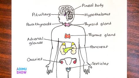 Endocrine system Endocrine Glands Drawing, Endocrine System Drawing, Endocrine System Diagram, Endocrine Glands, Biology Diagrams, Science Diagrams, The Endocrine System, Study Stuff, Adrenal Glands