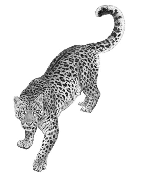 Mythical Animal Tattoo, Snowlepord Tattoo, Panther Tattoo For Women, Jaguar Tattoo Design, Leopard Tattoo Design, Cheetah Sketch, Leopard Photography, Leopard Drawing, Leopard Tattoo