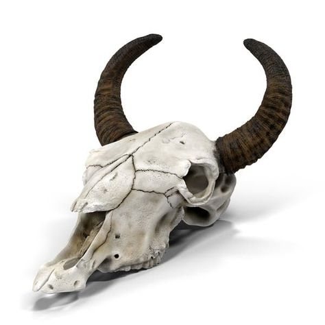 Cow Skull by PixelSquid360 Cow Bones, Cow Head, Cow Skull, 3d Modelling, Envato Elements, 3d Objects, Bones, Lion Sculpture, Cow