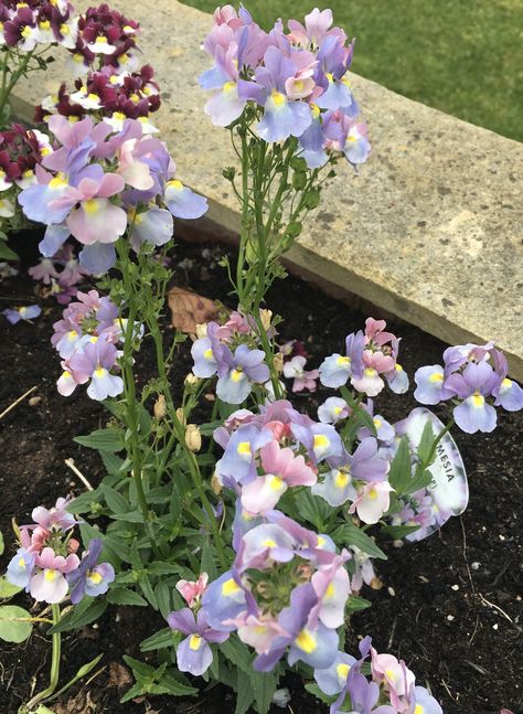 Nemesia ‘Amelie’ Nemesia Flowers, Amelia Flower, Amelie, Pasta, Plants, Flowers, Quick Saves