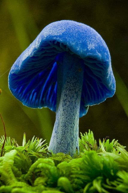 Blue mushroom (Entoloma hochstetteri) by little.tomato      A blue mushroom from the inland track in Abel Tasman. Blue Mushroom, Mushroom Fungi, Wild Mushrooms, Science And Nature, Amazing Nature, Mother Earth, Nature Beauty, Natural World, Mother Nature