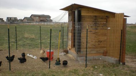 Chicken Run Gate, Chicken Run With T Posts, Chicken Run Fencing Ideas, T Post Chicken Run, Chicken Run Fencing, Chicken Run Fence, Chicken Fence Ideas Diy, T Post Fence Ideas, Chicken Run Extension