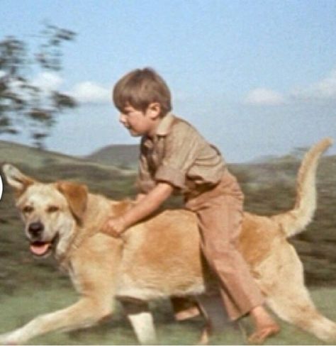 1957 Old Yeller "Best doggone dog in the West" I've avoided watching this again for years...I sob like a baby every time I see it. .. Old Yeller Movie, Old Yeller, Disney Presents, Film Buff, Old Disney, Tv Entertainment, Beach Town, Classic Tv, Disney Pictures