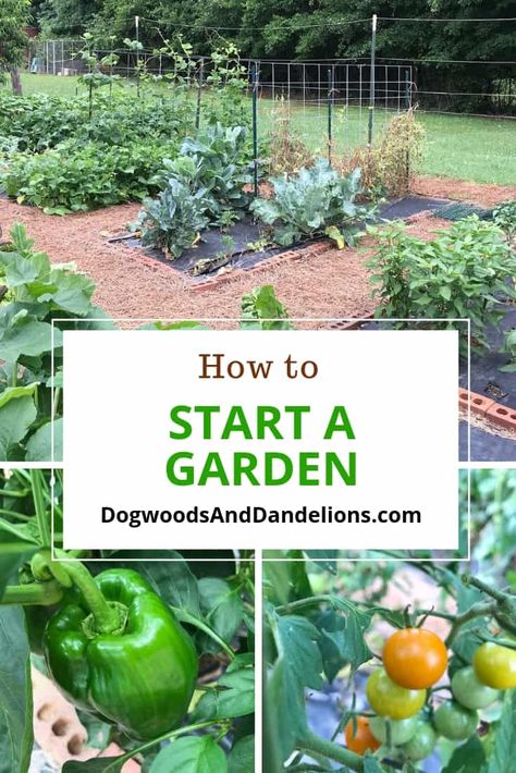 If you've always wanted to start a garden, but don't know where to begin, this post explains how to start a vegetable garden in the ground or in containers and several methods to starting a garden. #dogwoodsanddandelions #vegetablegardening #startagarden #growingvegetables Start A Garden, Vegetable Garden Tips, Vertical Vegetable Garden, Starting A Vegetable Garden, Vertical Herb Garden, Gardening 101, Starting A Garden, Home Vegetable Garden, Vegetable Garden Design