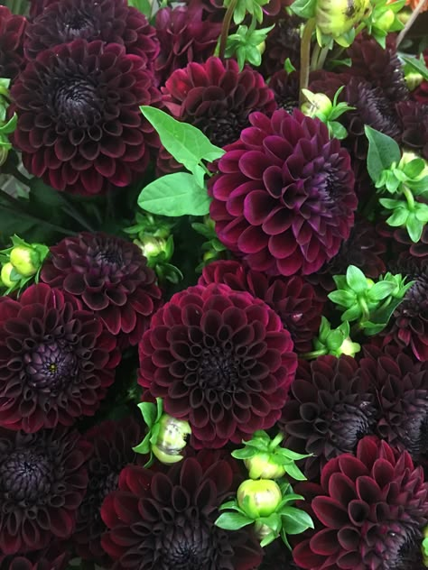 Black Delilah Flower, Dalia Flower Aesthetic, Goth Garden Aesthetic, Black Satin Dahlia, Dark Colored Flowers, Goth Plants, Daliah Flower, Black Dahlia Flower, Delilah Flower